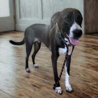 Ready for adoption at Cortez Rescue and Outreach