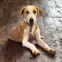 Ready for adoption at Cortez Rescue and Outreach