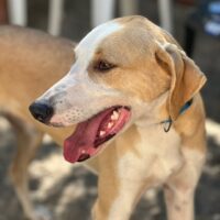 Ready for adoption at Cortez Rescue and Outreach