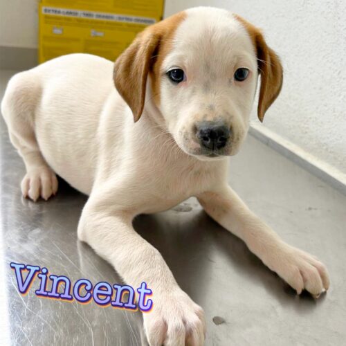 Ready for adoption at Cortez Rescue and Outreach