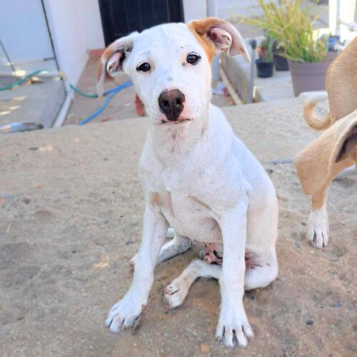 Ready for adoption at Cortez Rescue and Outreach