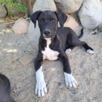 Ready for adoption at Cortez Rescue and Outreach