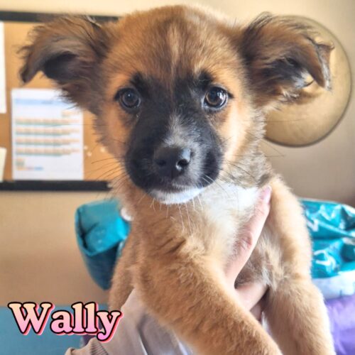 Ready for adoption at Cortez Rescue and Outreach