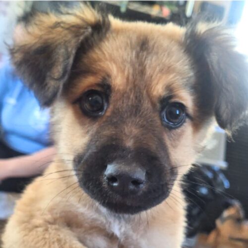 Ready for adoption at Cortez Rescue and Outreach