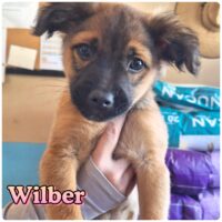 Ready for adoption at Cortez Rescue and Outreach