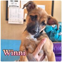 Ready for adoption at Cortez Rescue and Outreach