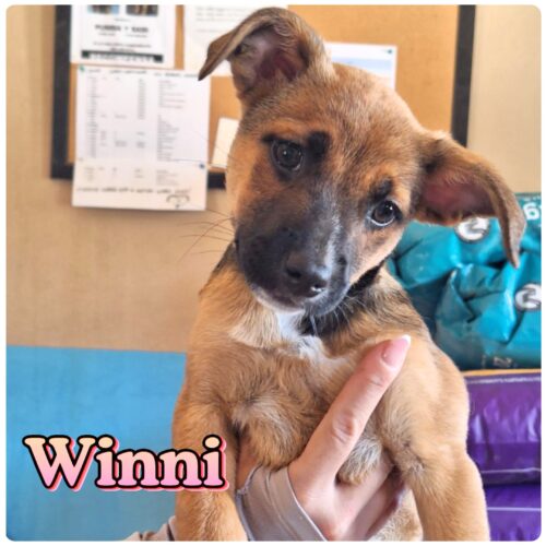 Ready for adoption at Cortez Rescue and Outreach