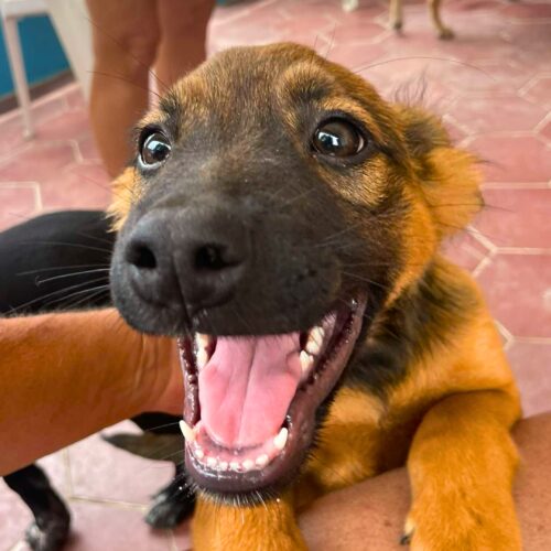 Ready for adoption at Cortez Rescue and Outreach