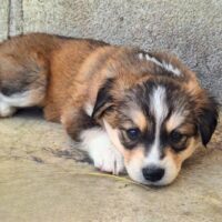 Ready for adoption at Cortez Rescue and Outreach