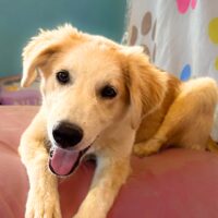 Ready for adoption at Cortez Rescue and Outreach