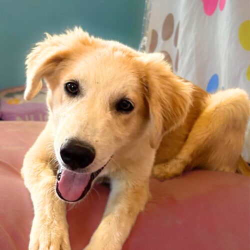 Ready for adoption at Cortez Rescue and Outreach