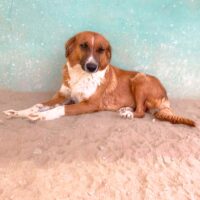 Ready for adoption at Cortez Rescue and Outreach