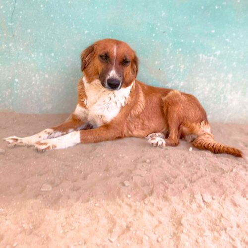 Ready for adoption at Cortez Rescue and Outreach