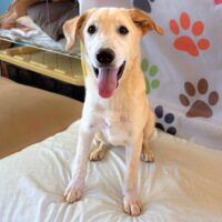 Ready for adoption at Cortez Rescue and Outreach