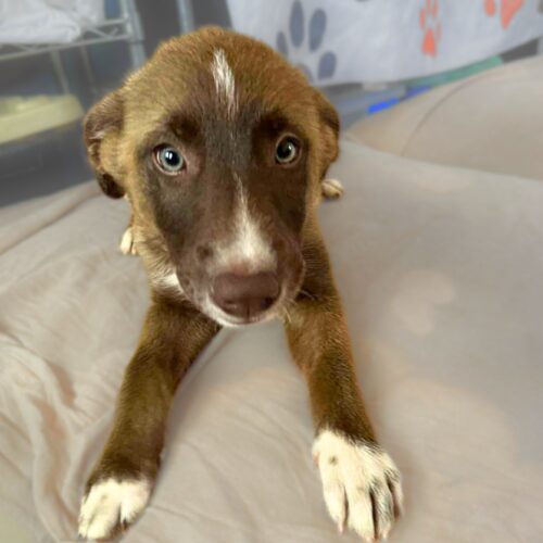 Ready for adoption at Cortez Rescue and Outreach