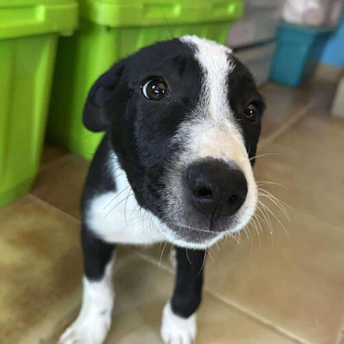 Ready for adoption at Cortez Rescue and Outreach