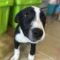 Auggie