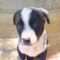 Auggie
