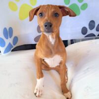 Ready for adoption at Cortez Rescue and Outreach