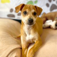 Ready for adoption at Cortez Rescue and Outreach