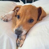 Ready for adoption at Cortez Rescue and Outreach