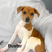 Ready for adoption at Cortez Rescue and Outreach