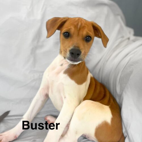 Ready for adoption at Cortez Rescue and Outreach