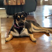 Ready for adoption at Cortez Rescue and Outreach