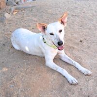 Ready for adoption at Cortez Rescue and Outreach