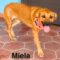 Miela