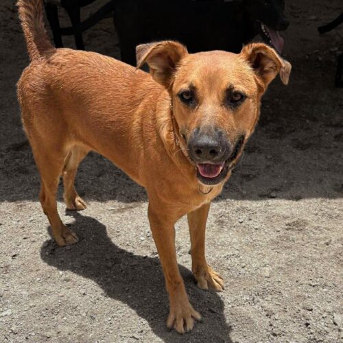 Ready for adoption at Cortez Rescue and Outreach