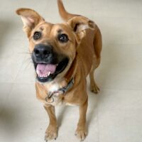 Ready for adoption at Cortez Rescue and Outreach