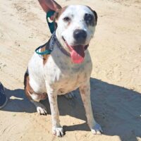 Ready for adoption at Cortez Rescue and Outreach