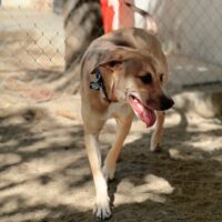 Ready for adoption at Cortez Rescue and Outreach