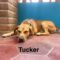 Tucker