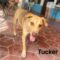 Tucker