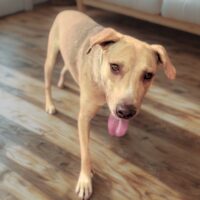 Ready for adoption at Cortez Rescue and Outreach