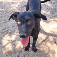 Ready for adoption at Cortez Rescue and Outreach