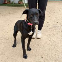 This dog is ready for adoption at Cortez Rescue and Outreach