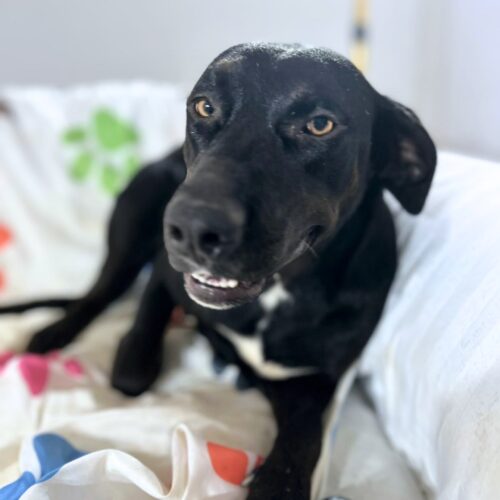 Adopt this pup at Cortez Rescue and Outreach