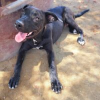 Ready for adoption at Cortez Rescue and Outreach