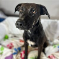 Adopt this pup at Cortez Rescue and Outreach