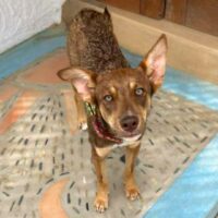 Ready for adoption at Cortez Rescue and Outreach