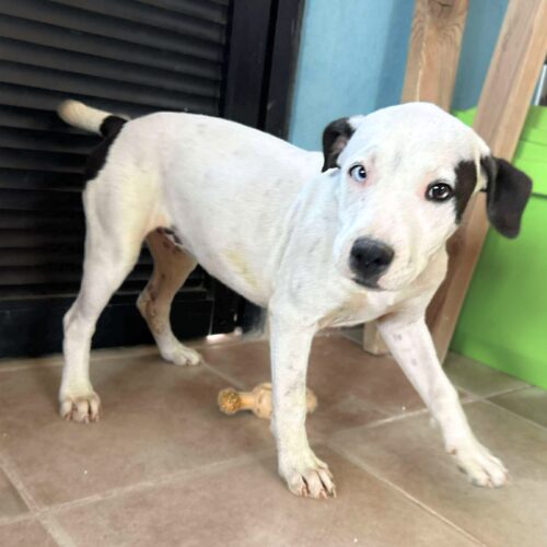 Ready for adoption at Cortez Rescue and Outreach