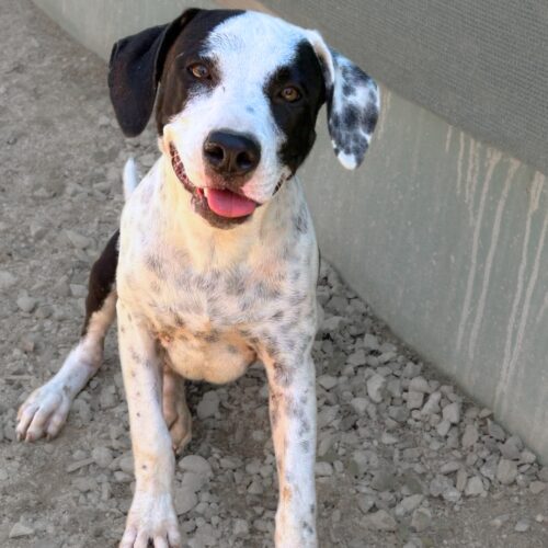 Ready for adoption at Cortez Rescue and Outreach