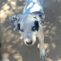 Ready for adoption at Cortez Rescue and Outreach