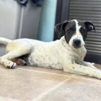 Ready for adoption at Cortez Rescue and Outreach