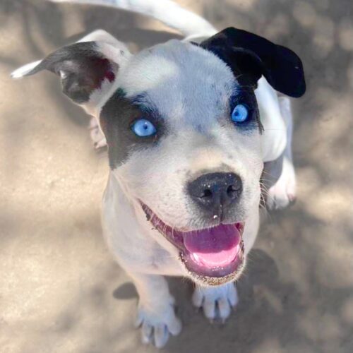 Ready for adoption at Cortez Rescue and Outreach