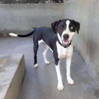 Ready for adoption at Cortez Rescue and Outreach