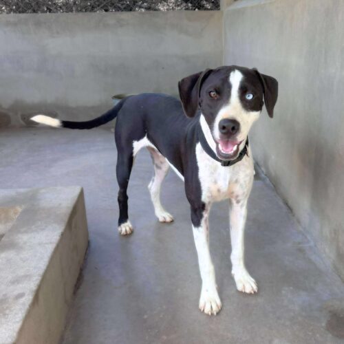 Ready for adoption at Cortez Rescue and Outreach